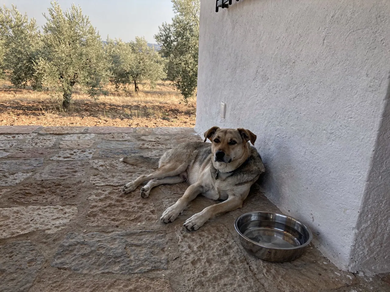 Perro tumbado en el porche junto a su cuenco de agua